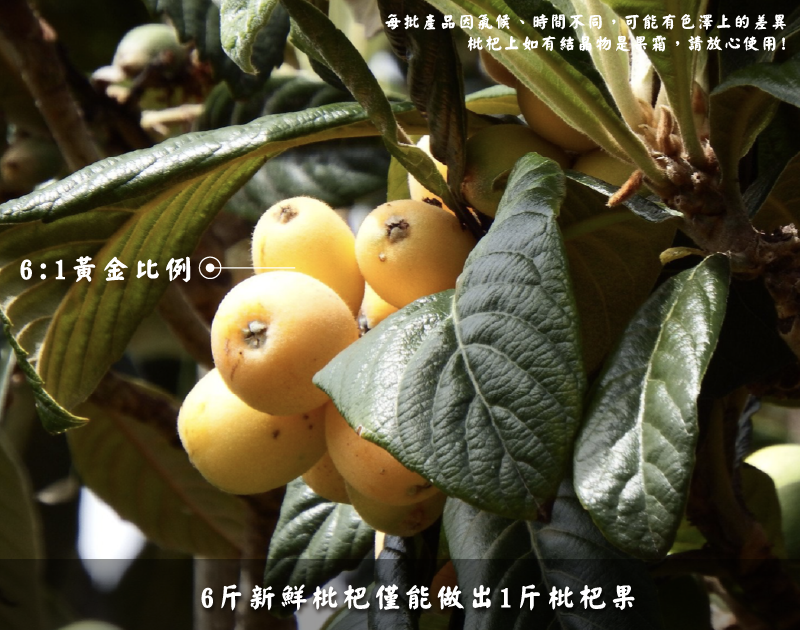 枇杷果產品特色